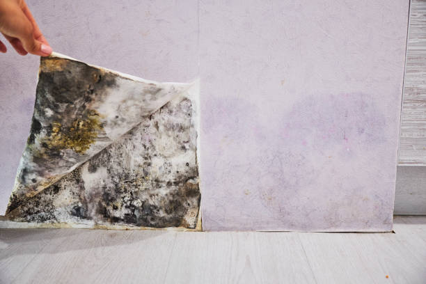 Best Health and Safety Mold Remediation in Fairland, MD